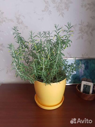Розмарин