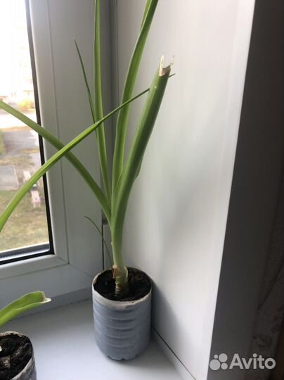 Последний Китайский лук