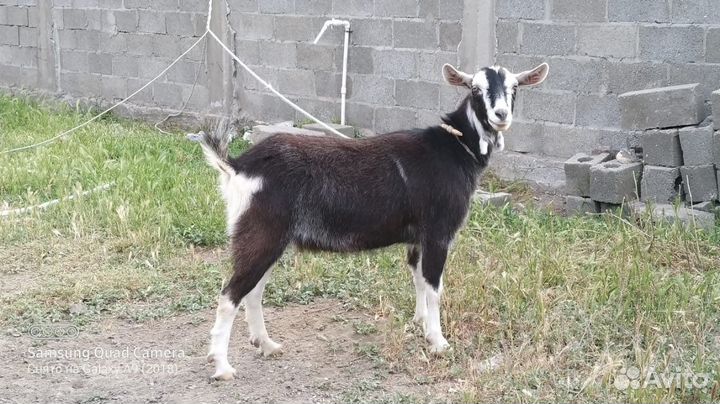 Коза дойная