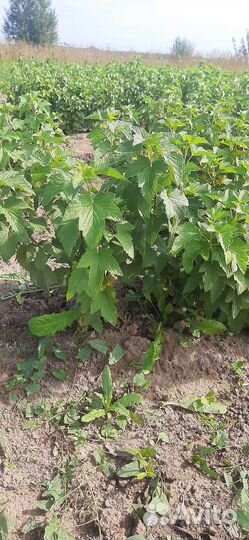 Смородина саженцы оптом и в розницу