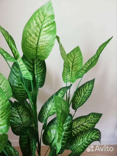 Диффенбахия