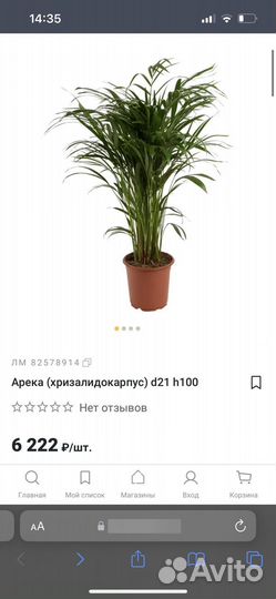 Пальма Арека (Хризалидокарпус)