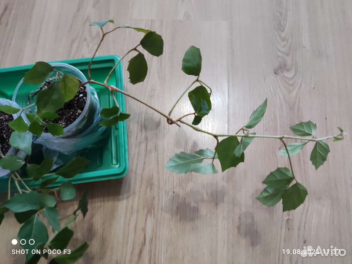 Циссус - комнатный плющ- березка