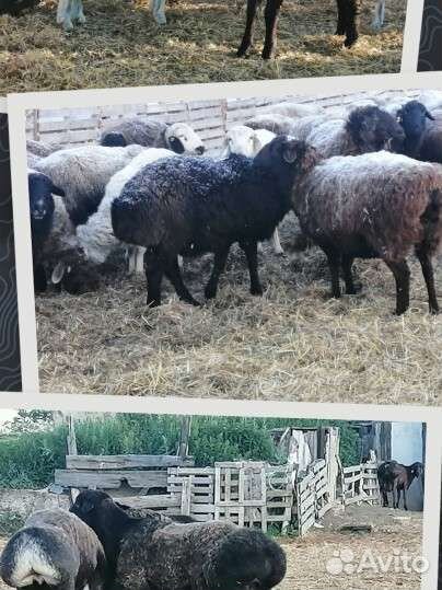 Курдючные Ярки, Баранчики. Гиссар Эдильбай