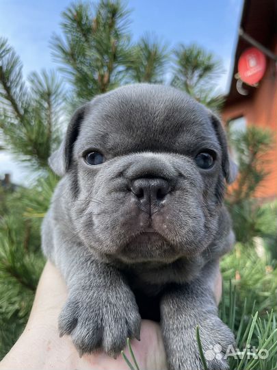 Французский бульдог щенки голубые