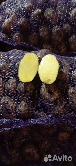 Картофель оптом