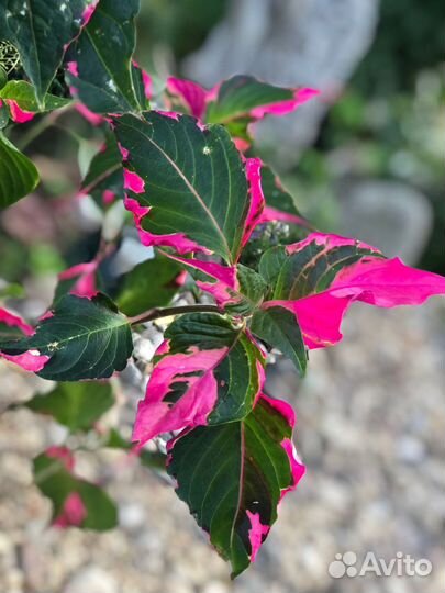 Альтернатера