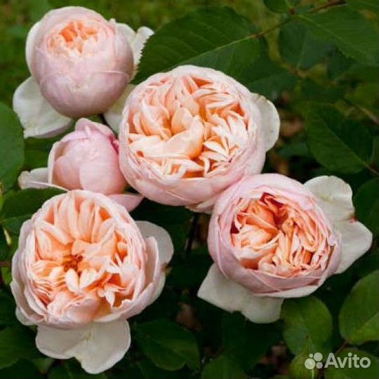 Розы все корнесобственные английские,10 сортов