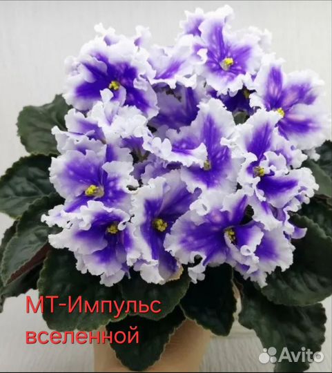 Детки сортовых фиалок