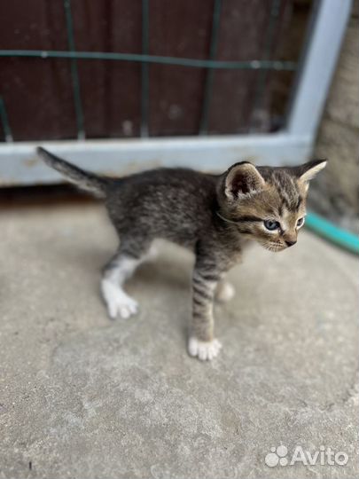 Котята в добрые руки бесплатно