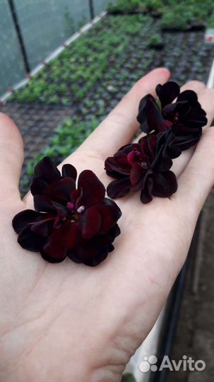 Пеларгония сортовая