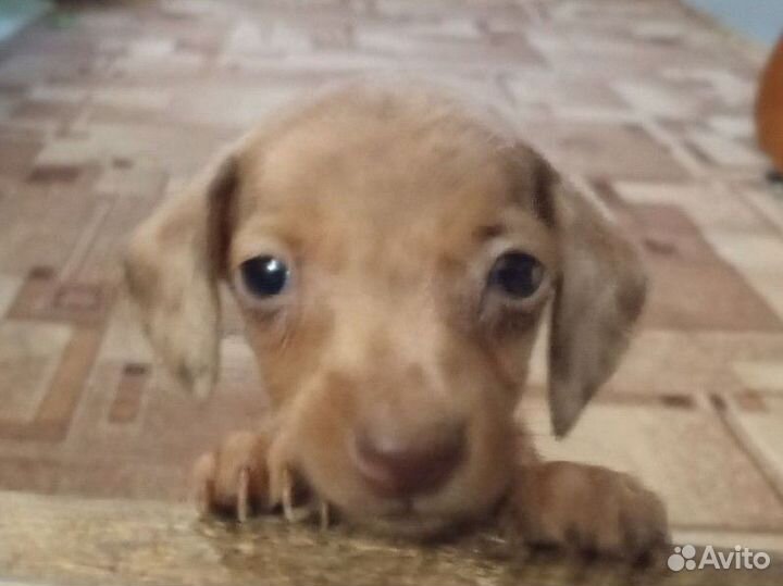 Продам Таксу