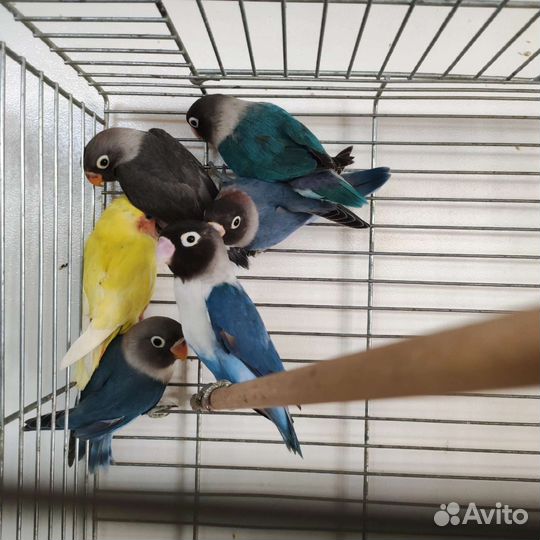 Попугай неразлучники