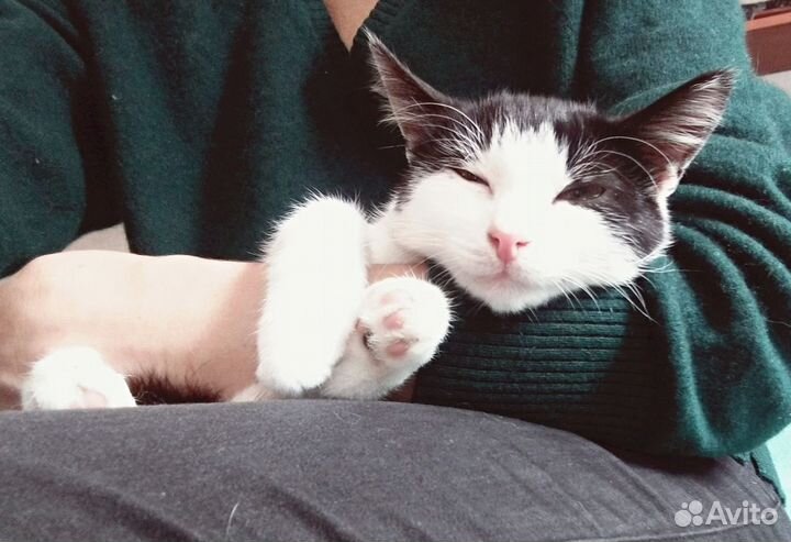 Ищем дом для Стёпушки