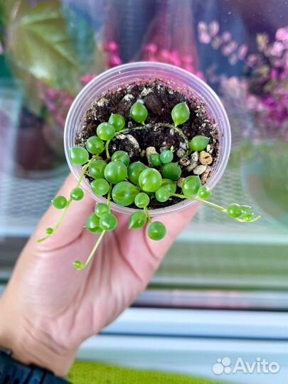 Крестовник роули