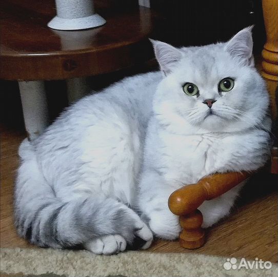 Кот для исполнения мечты вашей кошечки