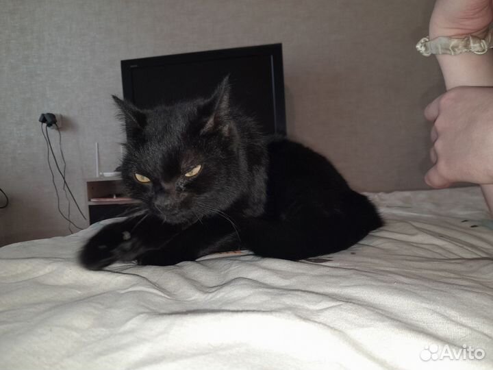 Кошка в дар бесплатно