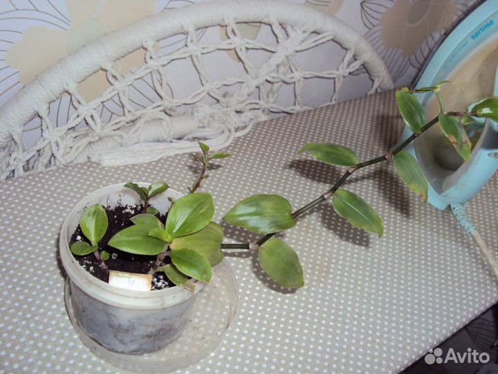 Комнатные цветы