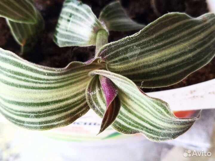 Традисканции