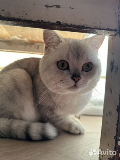 Вязка британец