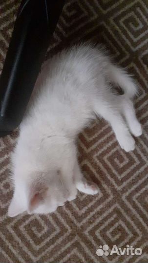 Котенок белоснежный