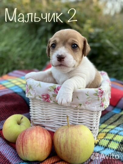 Щенки джек Рассел терьер