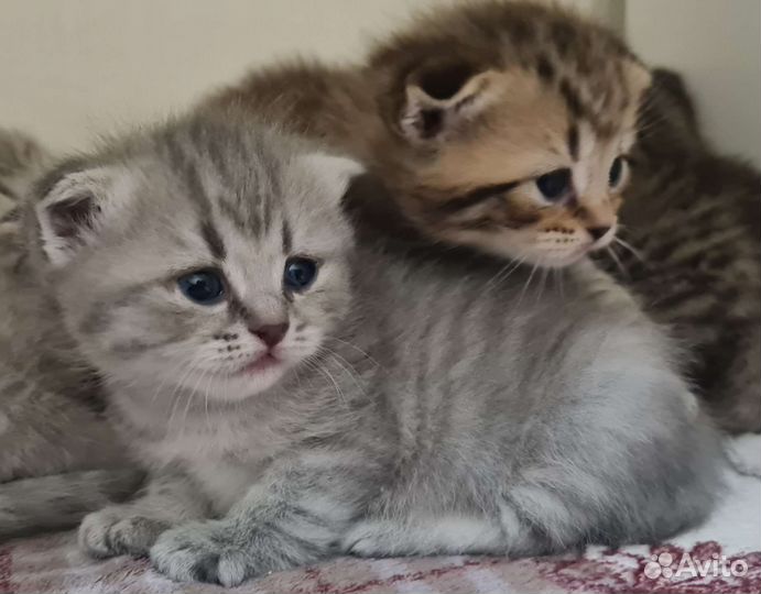 Шотландские котята