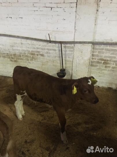 Бычки и быки