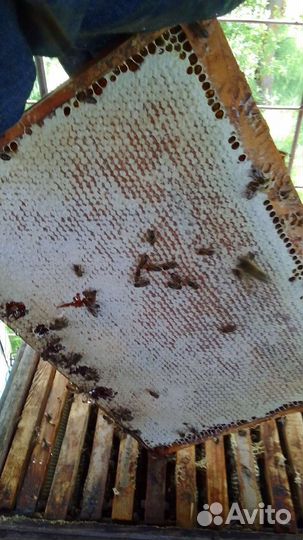 Пчелосемьи среднерусской породы