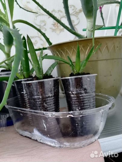 Алоя вера цветок