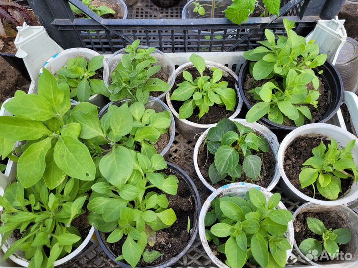 Вегетативная петуния