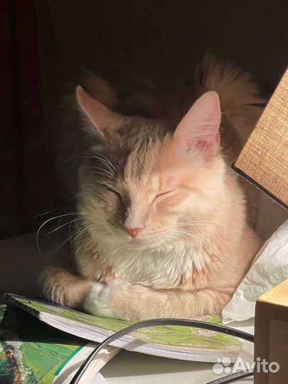 Кот в добрые руки