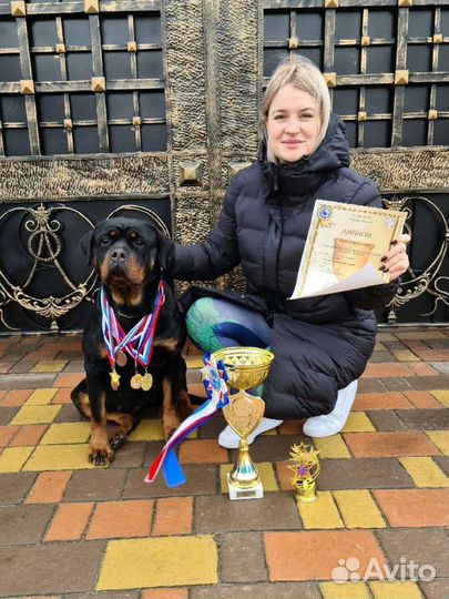 Щенки ротвейлера