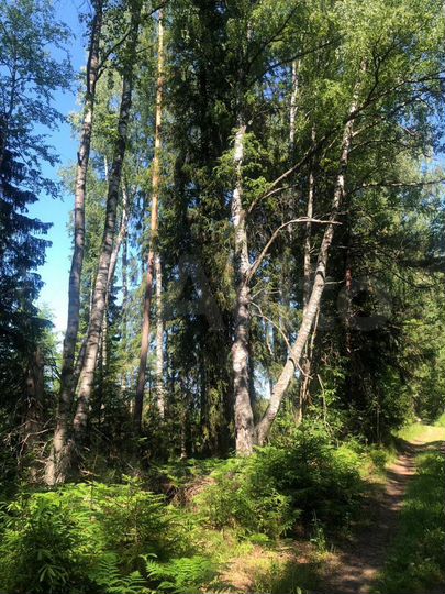 Участок 10 сот. (СНТ, ДНП)