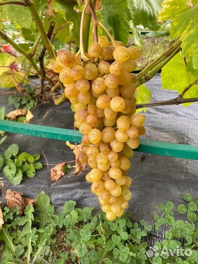 Черенки столовых и технических сортов винограда