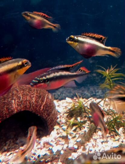 Аквариумные рыбки