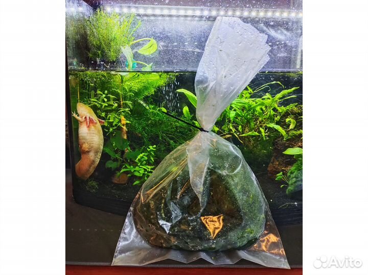 Аквариумные растения, улитки