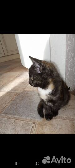 Котёнок девочка 2 месяца