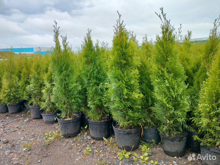 Туя Смарагд Smaragd 85-100 см в горшке