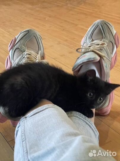 Кошки в добрые руки бесплатно