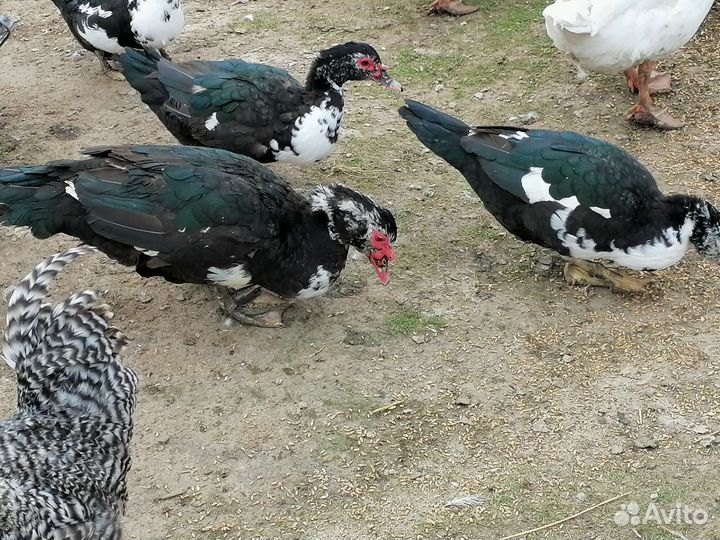 Мускусные утки