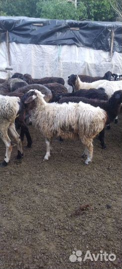 Баранина живым весом