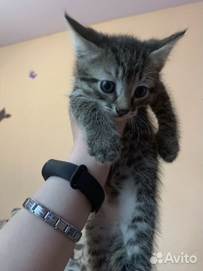 Котята в добрые ручки