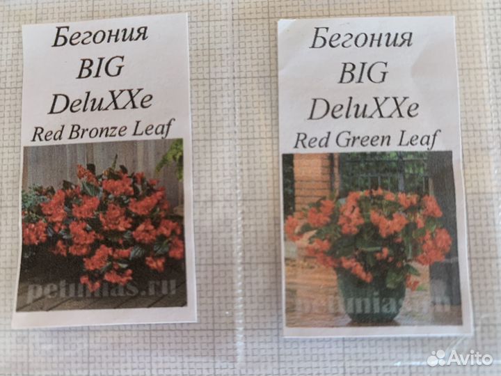 Бегония цветущая BIG DeluXXe