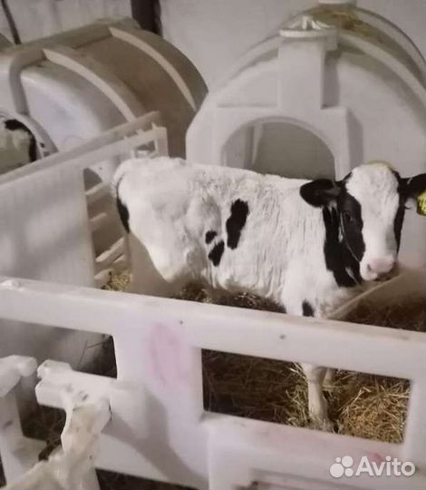 Бычки и телки