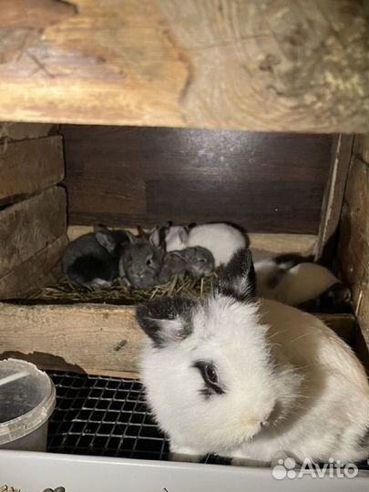 Декоративные карликовые кролики