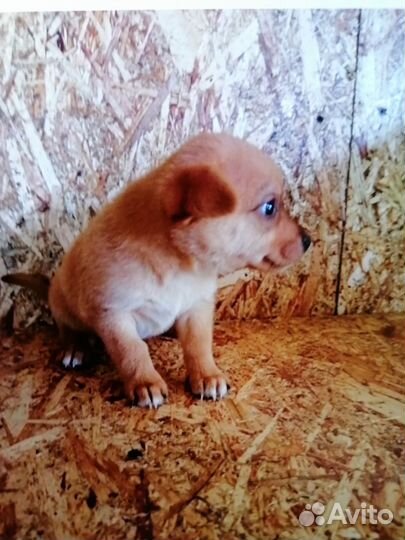 Маленький щенок