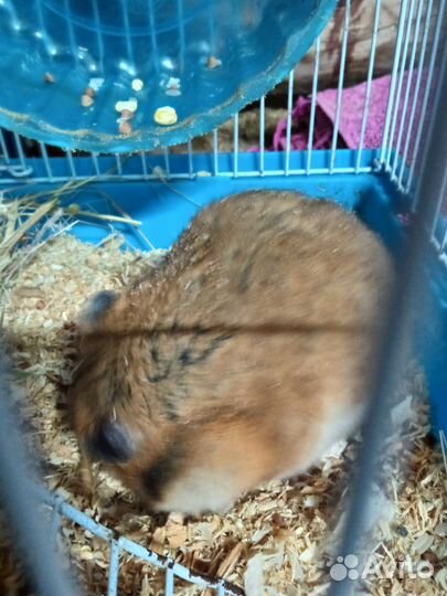 Домашние животные грызуны хомяки