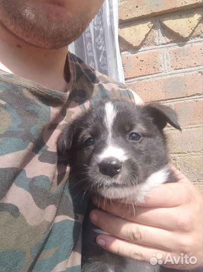 Отдам в хорошие руки