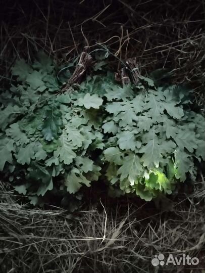 Веники для бани